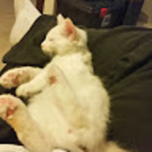 Meet your Posher, George